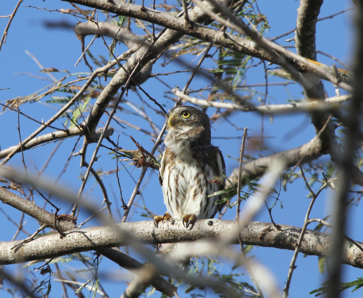Ferruginous Pygmy-Owl - ML25942851