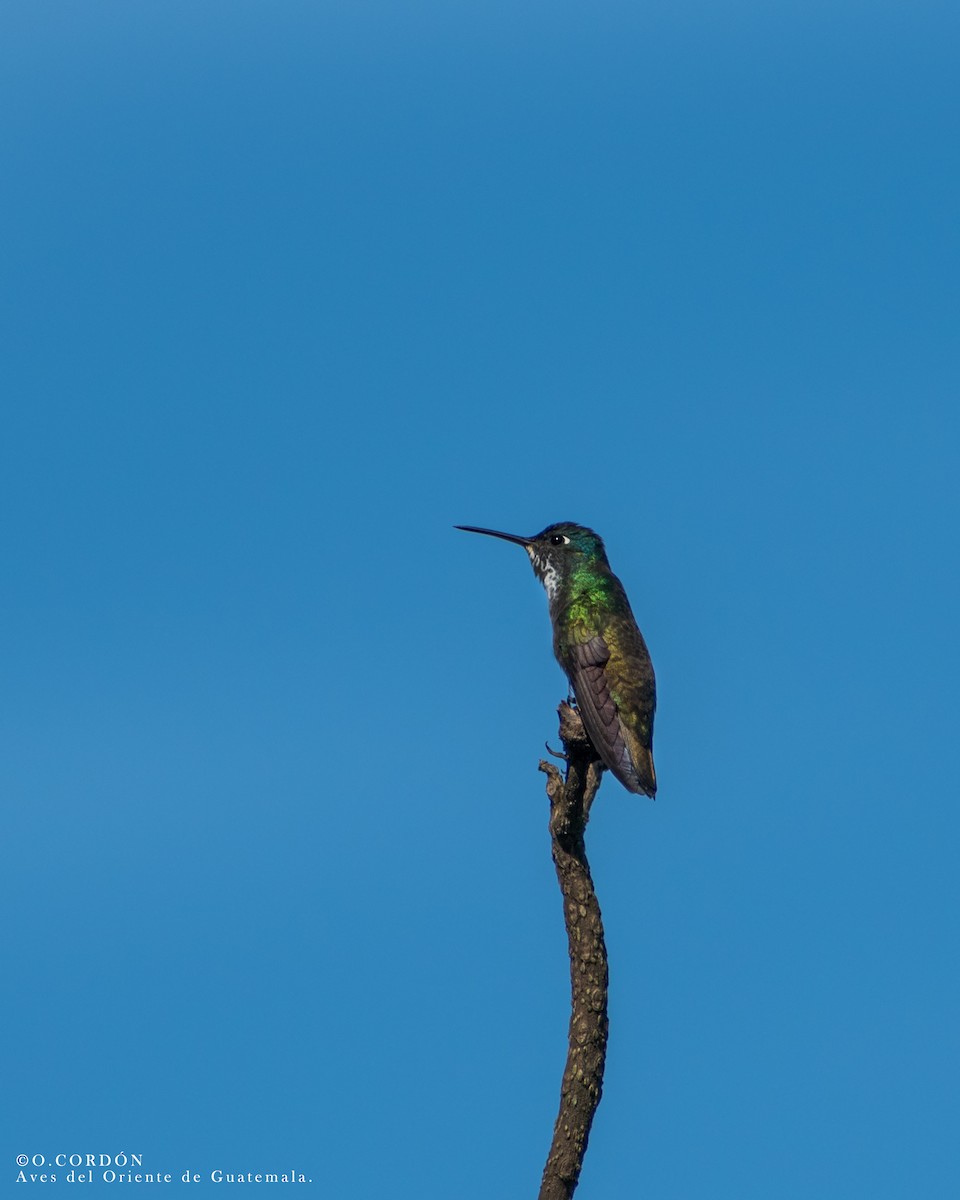 Azure-crowned Hummingbird - Oscar  Cordón