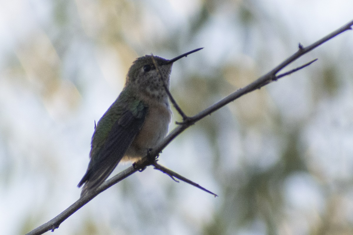 Calliope Hummingbird - Owen Sinkus