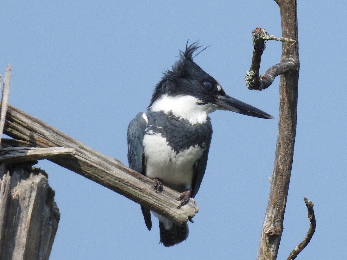 Belted Kingfisher - Laurie  Keefe