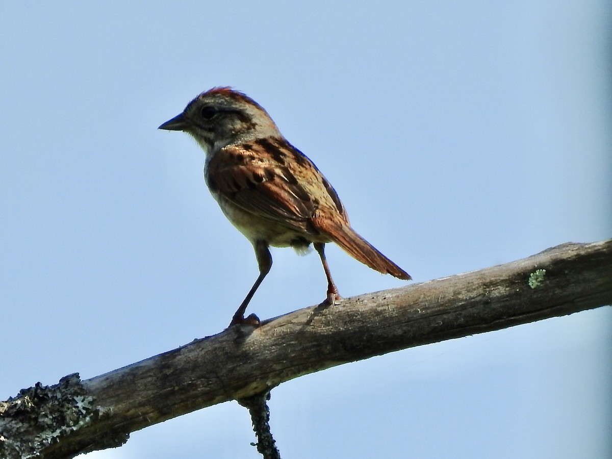 Swamp Sparrow - ML259443871