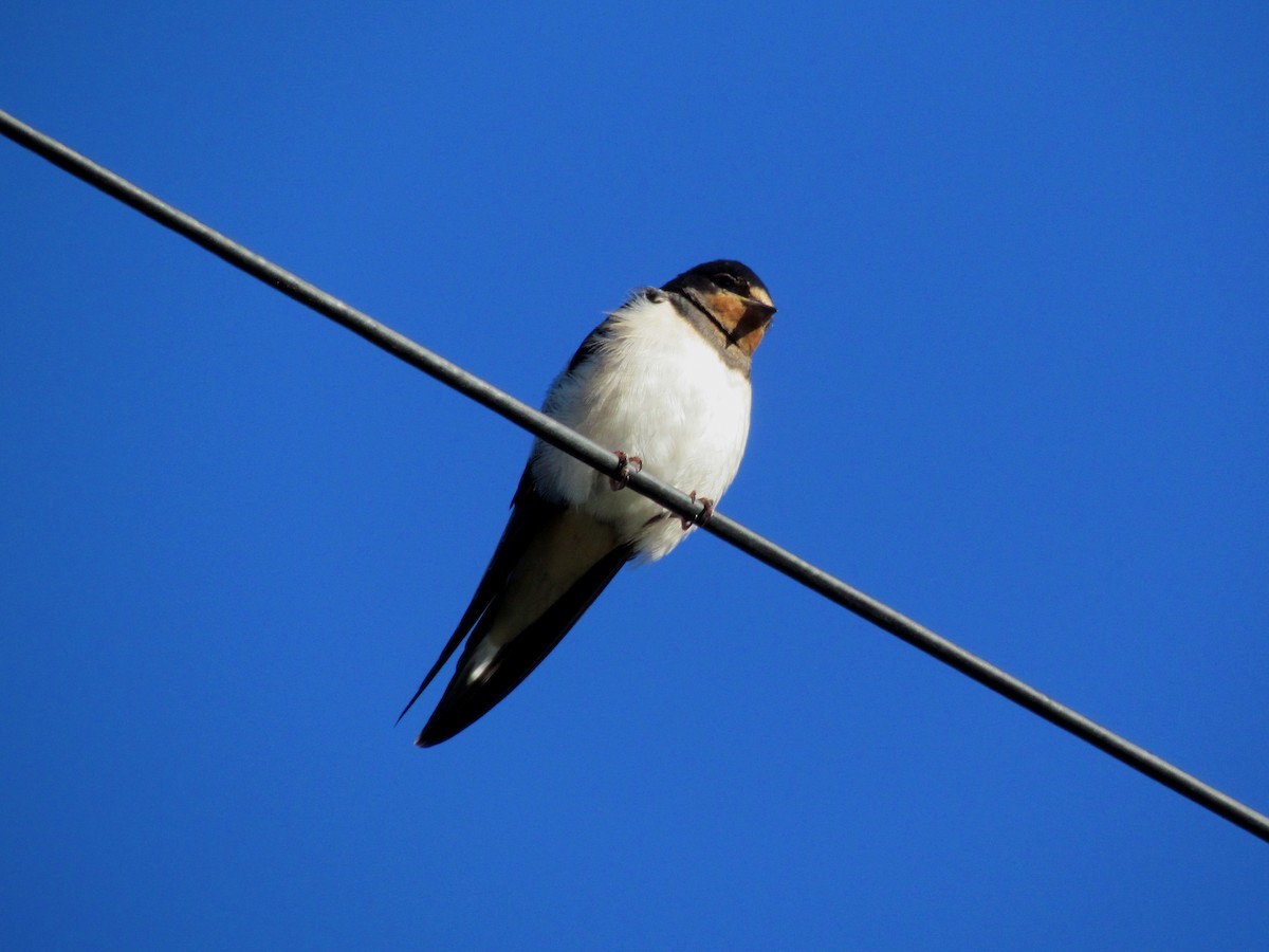 Barn Swallow - Bruce Kerr
