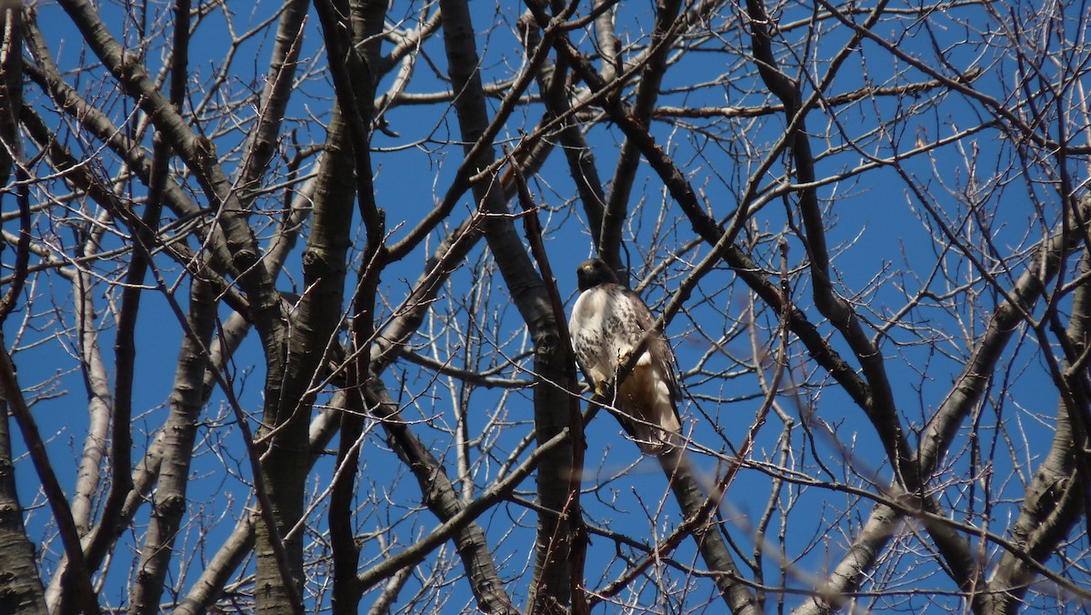 Red-tailed Hawk - ML25945011