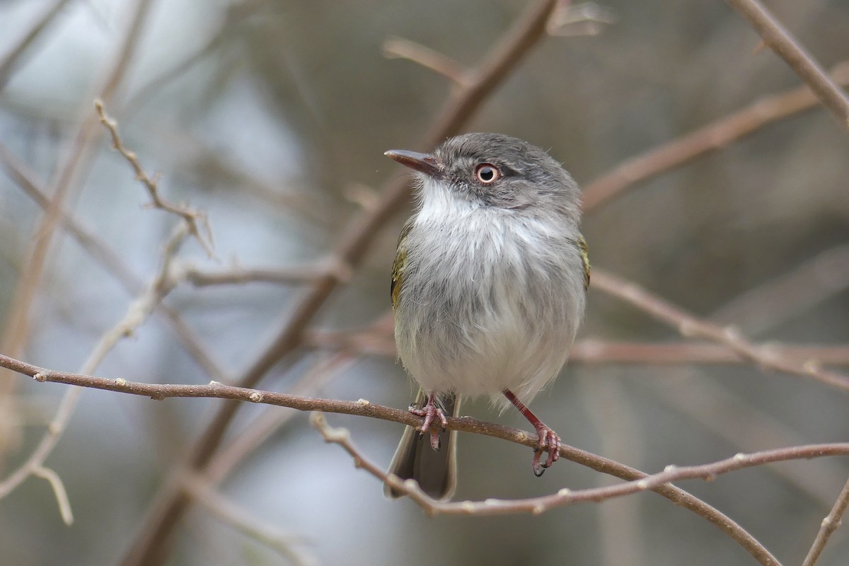 Pearly-vented Tody-Tyrant - ML259452941