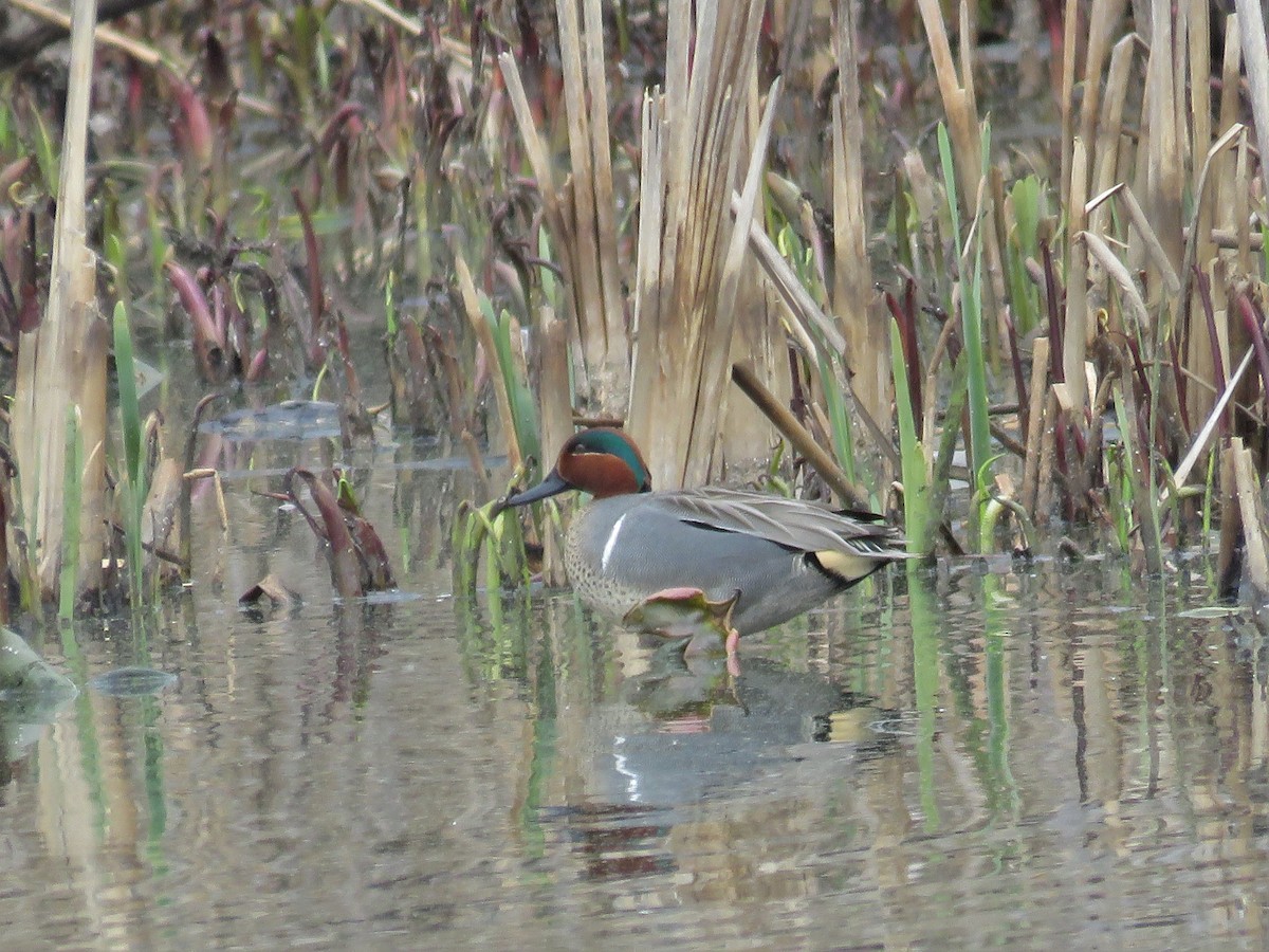 Green-winged Teal - ML25945631