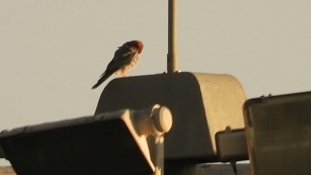 Red-necked Falcon - ML259456881