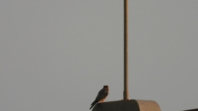Red-necked Falcon - ML259457241