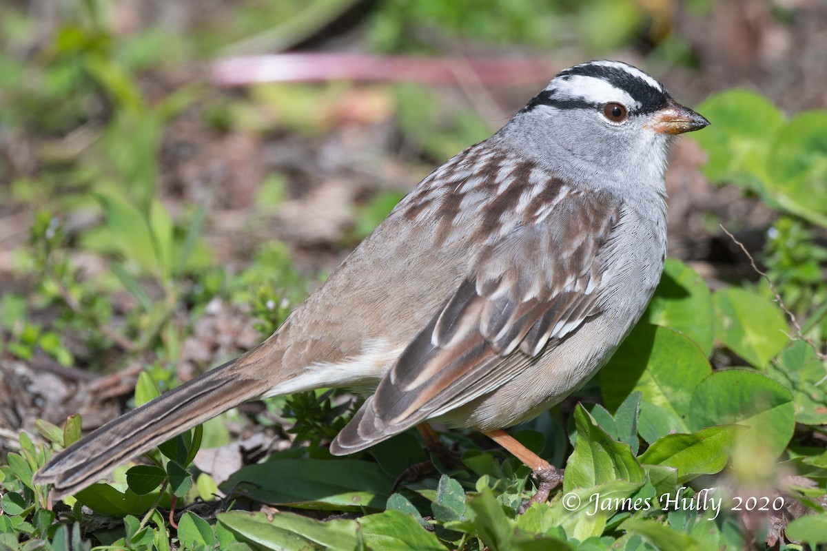 White-crowned Sparrow - Jim Hully