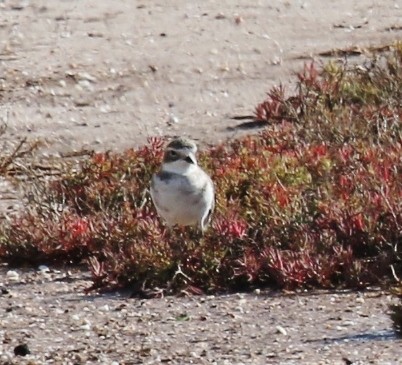Double-banded Plover - ML25946301