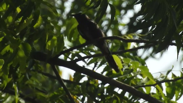 Gray-bellied Cuckoo - ML259464471