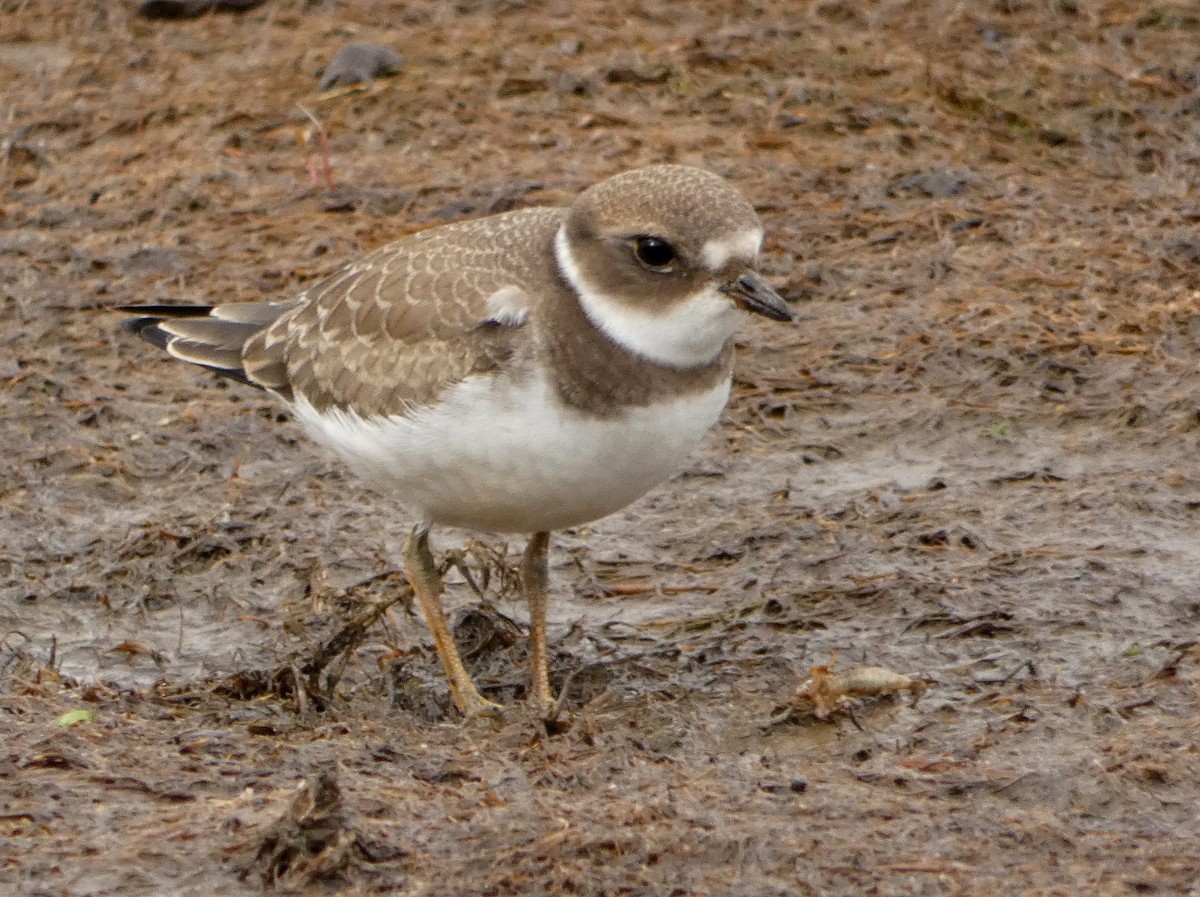 Semipalmated Plover - ML259470121