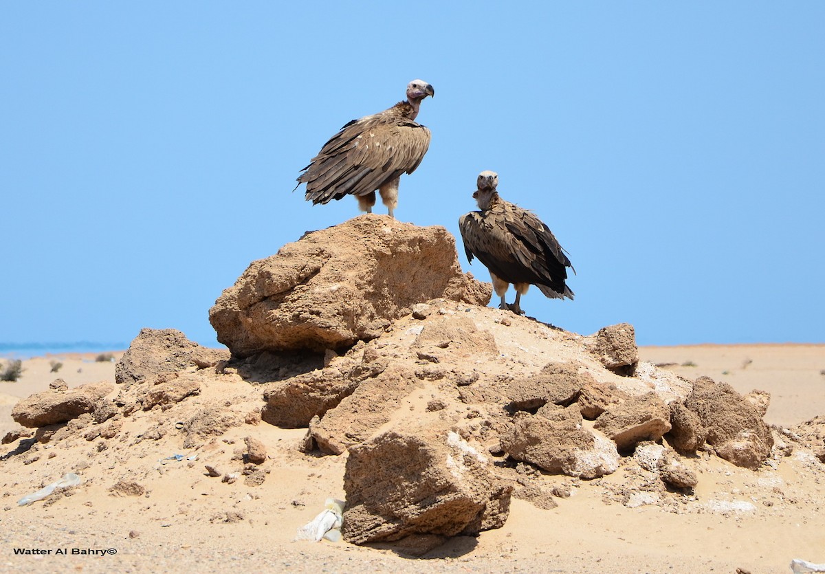 Lappet-faced Vulture - Watter AlBahry