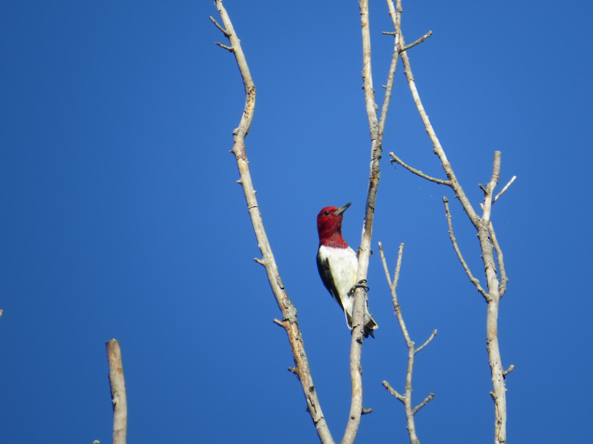 Red-headed Woodpecker - ML259474041