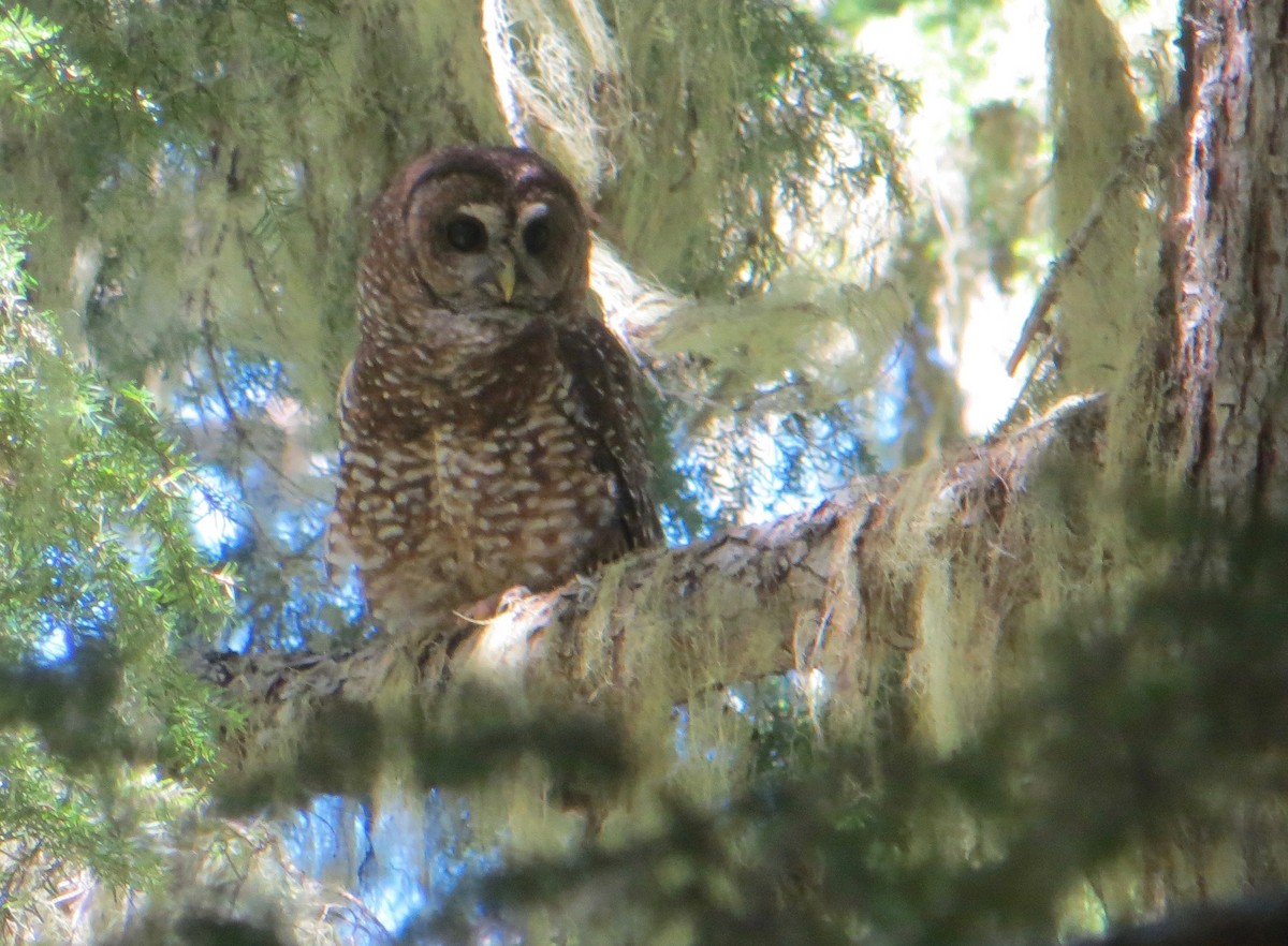 Spotted Owl - ML25947481