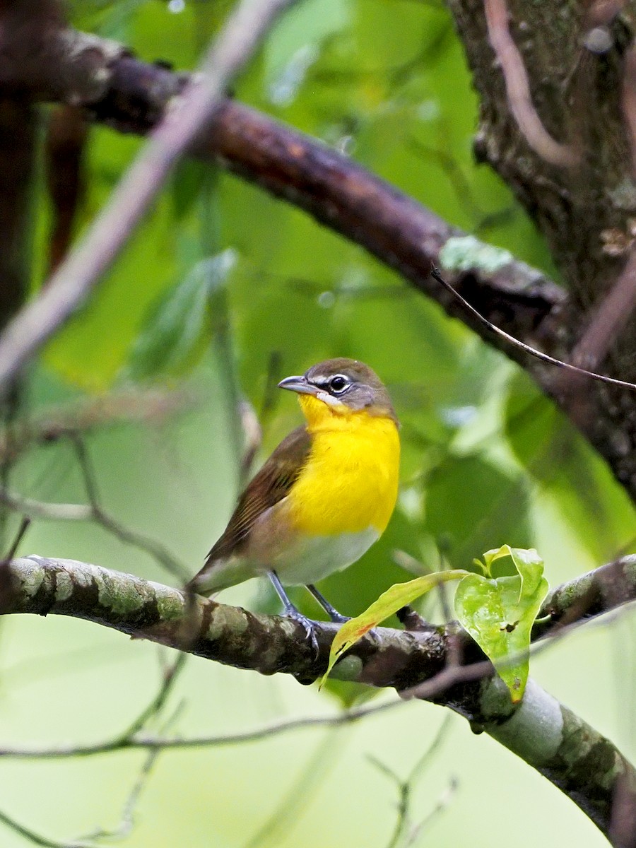 Yellow-breasted Chat - ML259474911