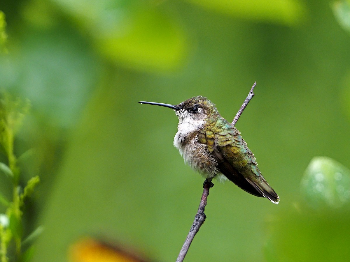 Ruby-throated Hummingbird - ML259474951