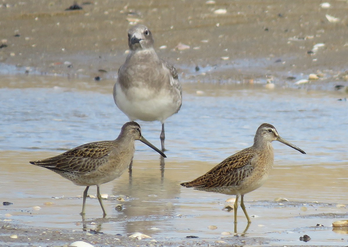 Long-billed Dowitcher - Tom Boyle