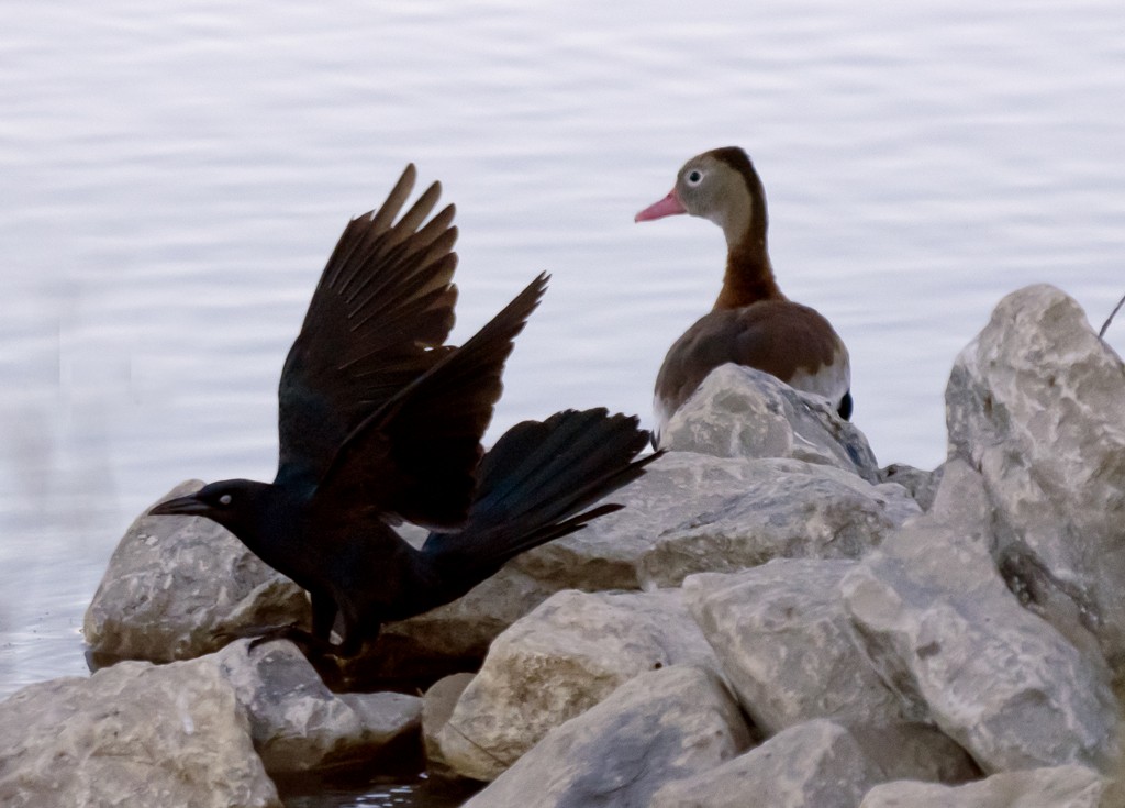 Black-bellied Whistling-Duck - Peter Assmann
