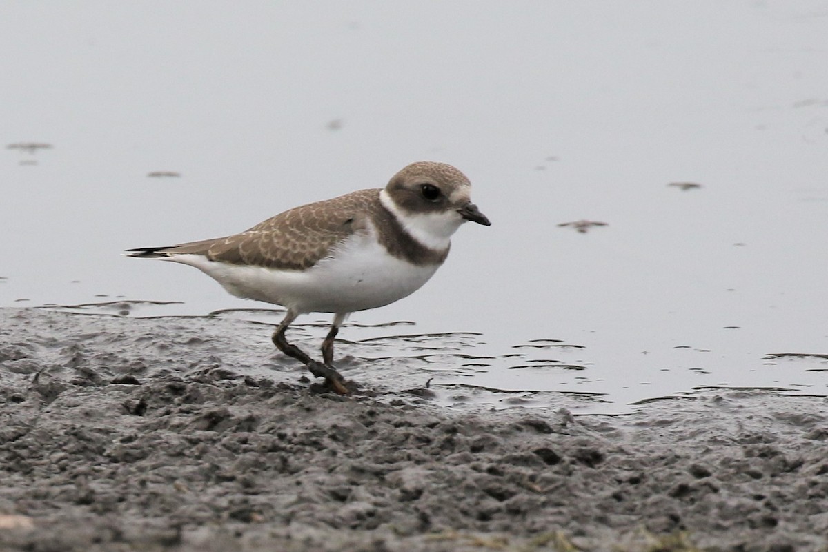 Semipalmated Plover - Walter Marcisz