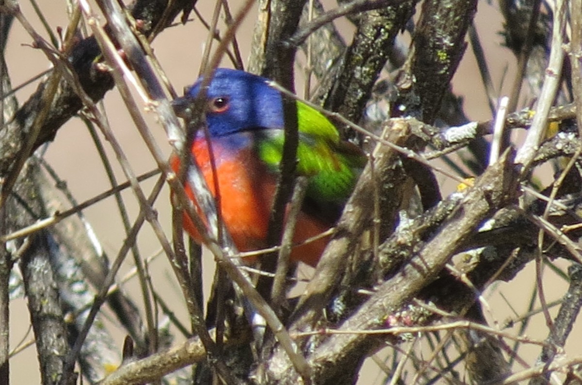 Painted Bunting - ML25948641