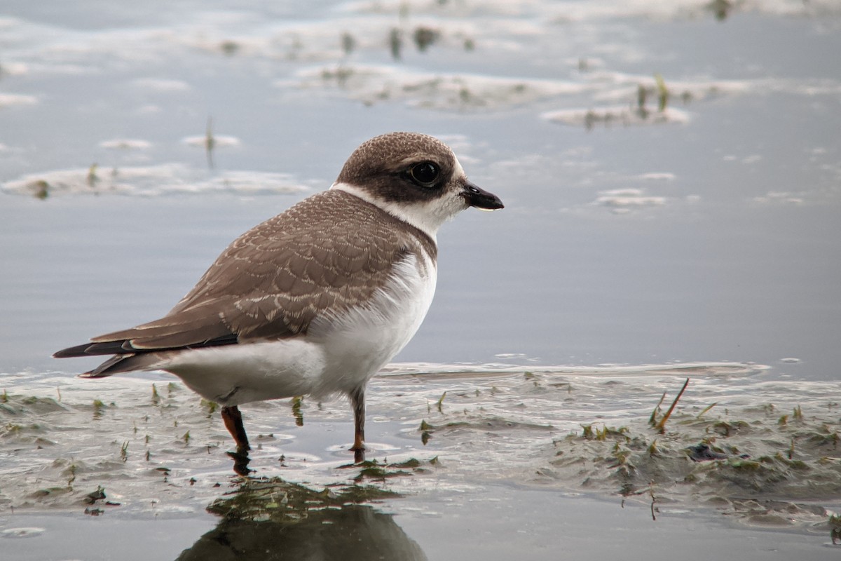 Semipalmated Plover - Tim Lenz