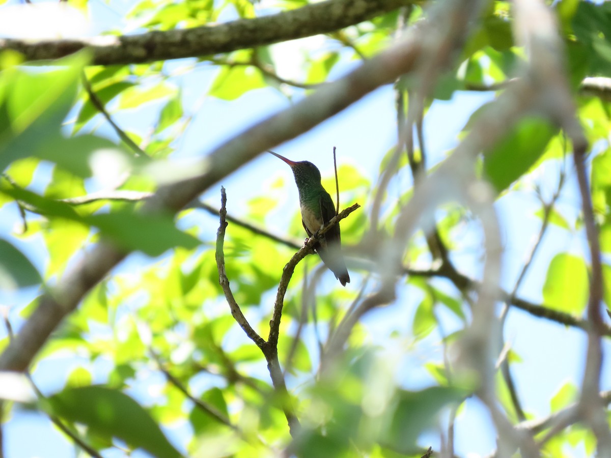 Buff-bellied Hummingbird - David Román Hernández
