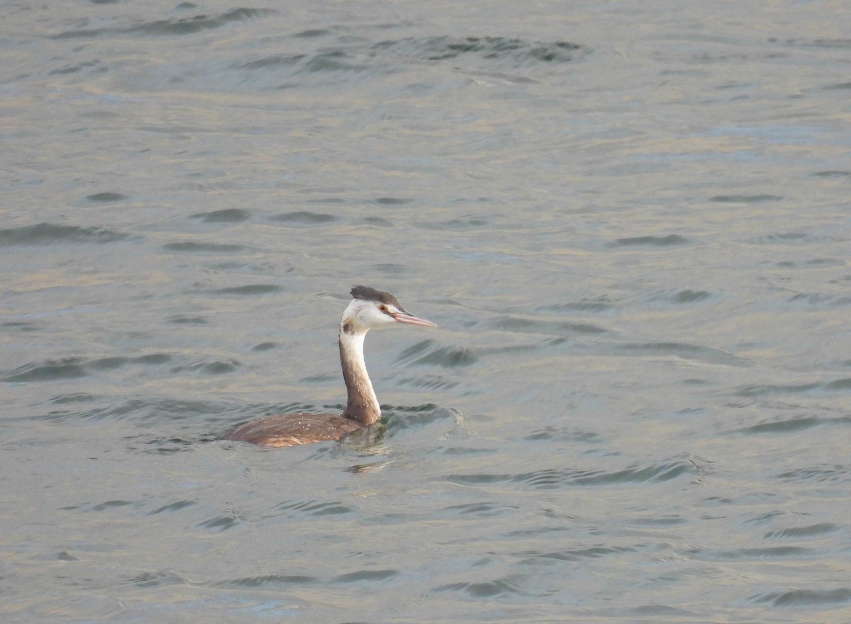 Great Crested Grebe - ML259493341