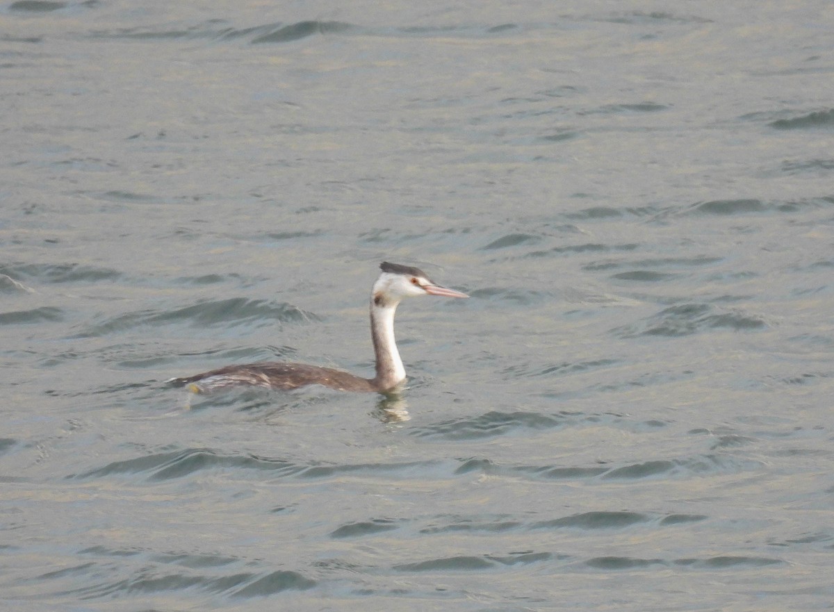 Great Crested Grebe - ML259493351