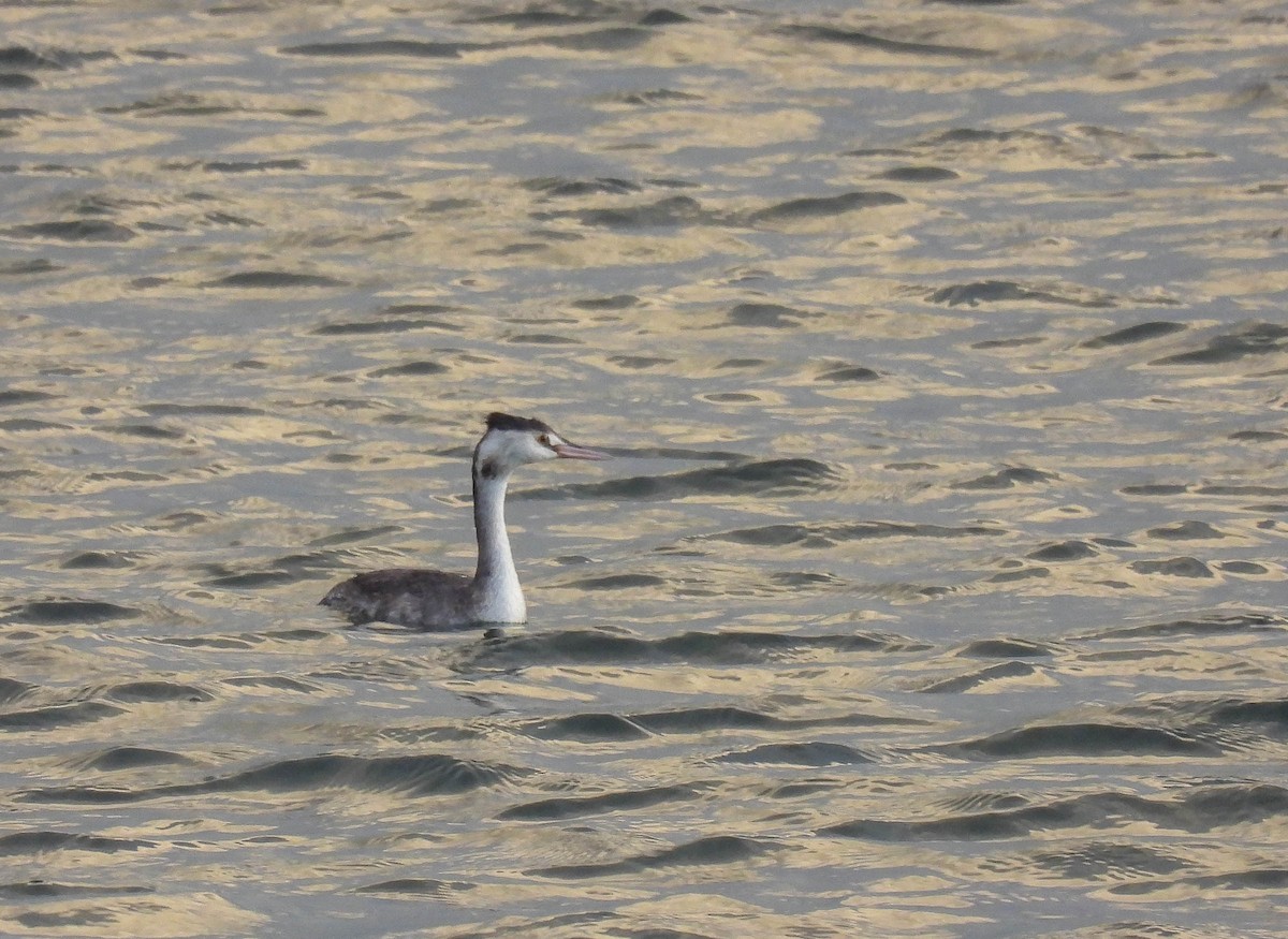 Great Crested Grebe - ML259493371