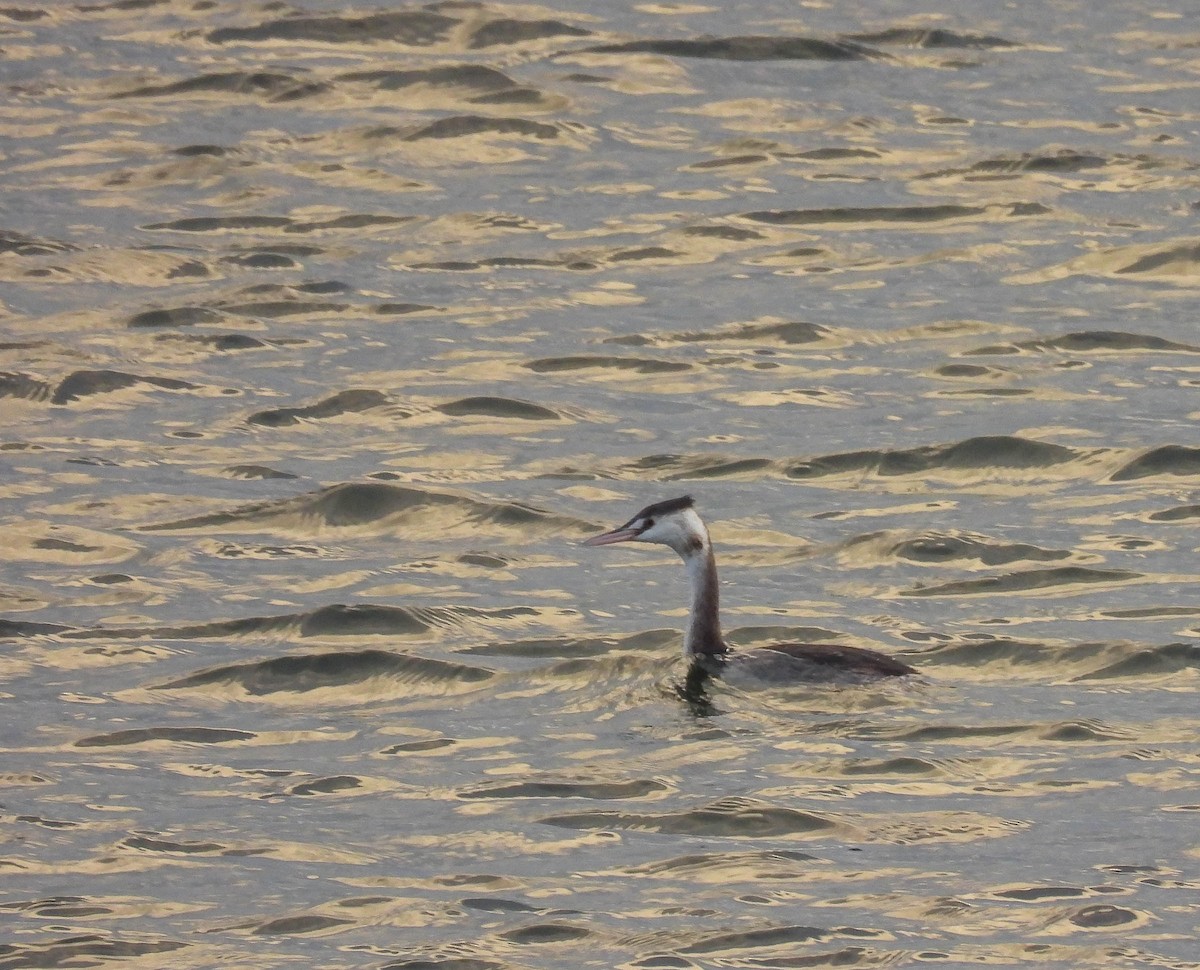 Great Crested Grebe - ML259493391