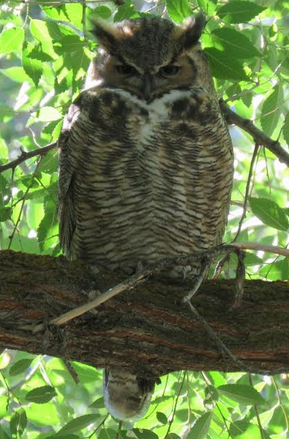 Great Horned Owl - ML259493611