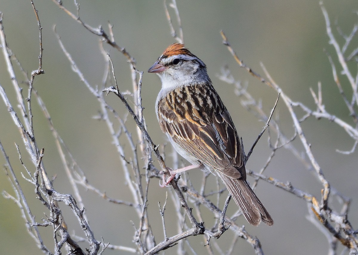 Chipping Sparrow - Ad Konings