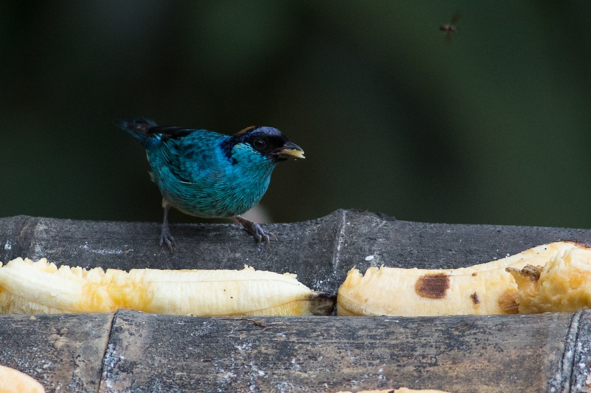 Golden-naped Tanager - ML25949961