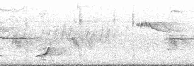 nordkrattvaktel (virginianus gr.) - ML2595
