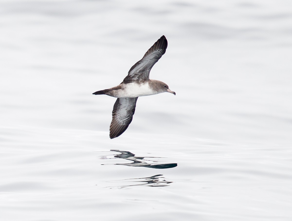 Pink-footed Shearwater - ML259500411