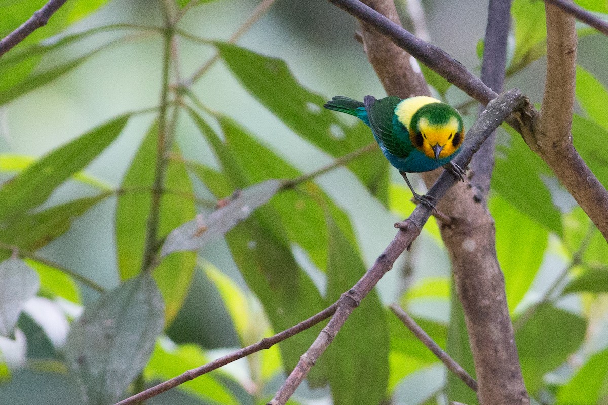 Multicolored Tanager - ML25950161