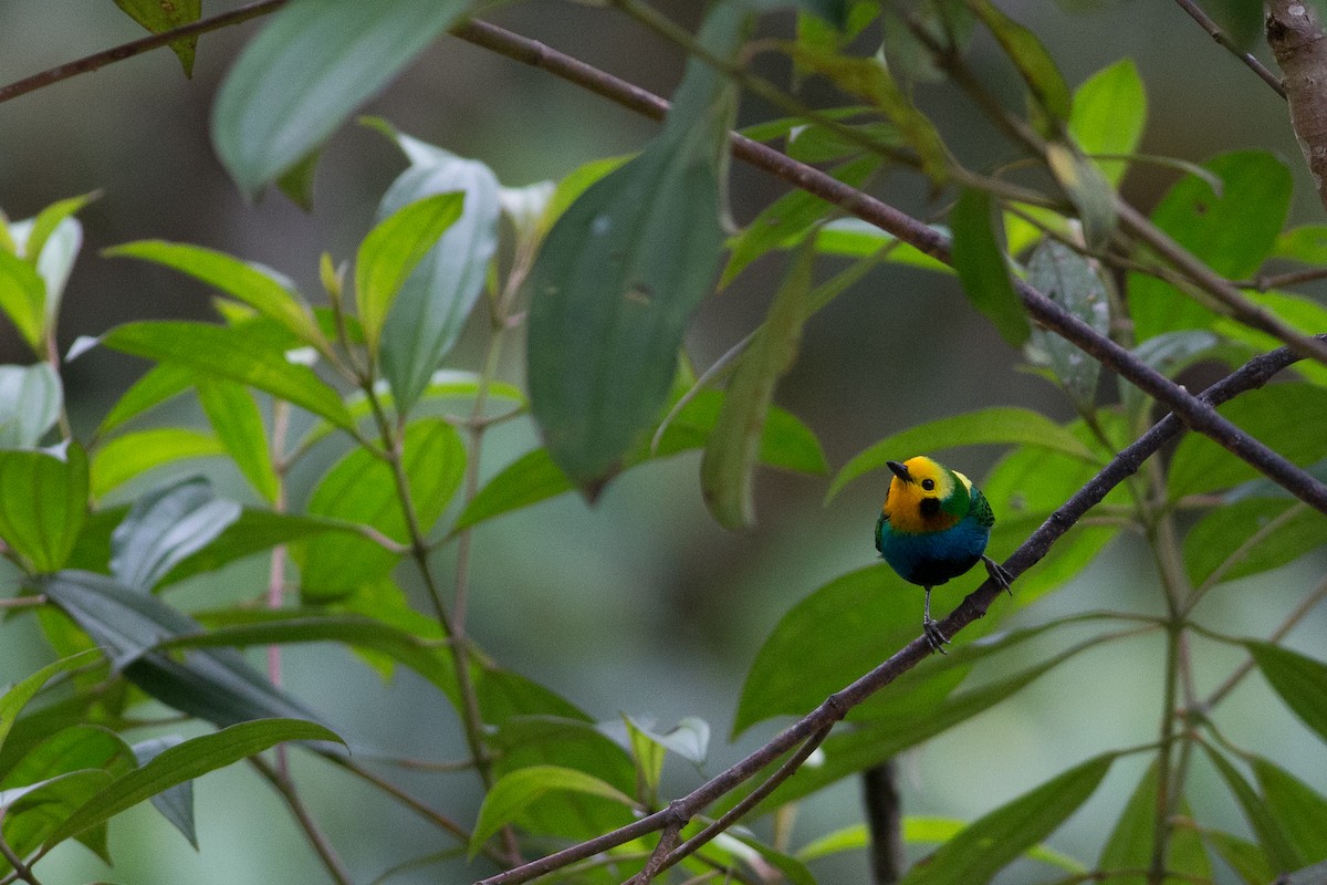 Multicolored Tanager - ML25950201