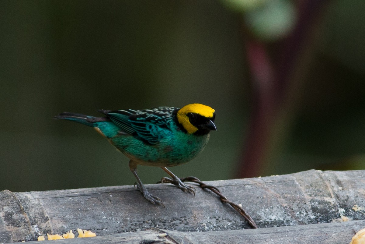 Saffron-crowned Tanager - ML25950261