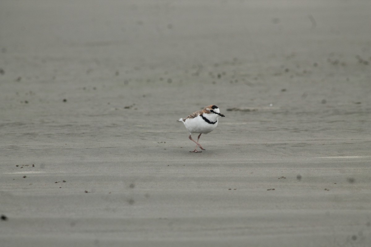 Collared Plover - ML259502661