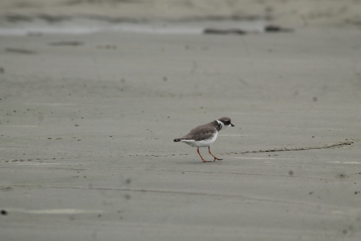 Semipalmated Plover - ML259502871