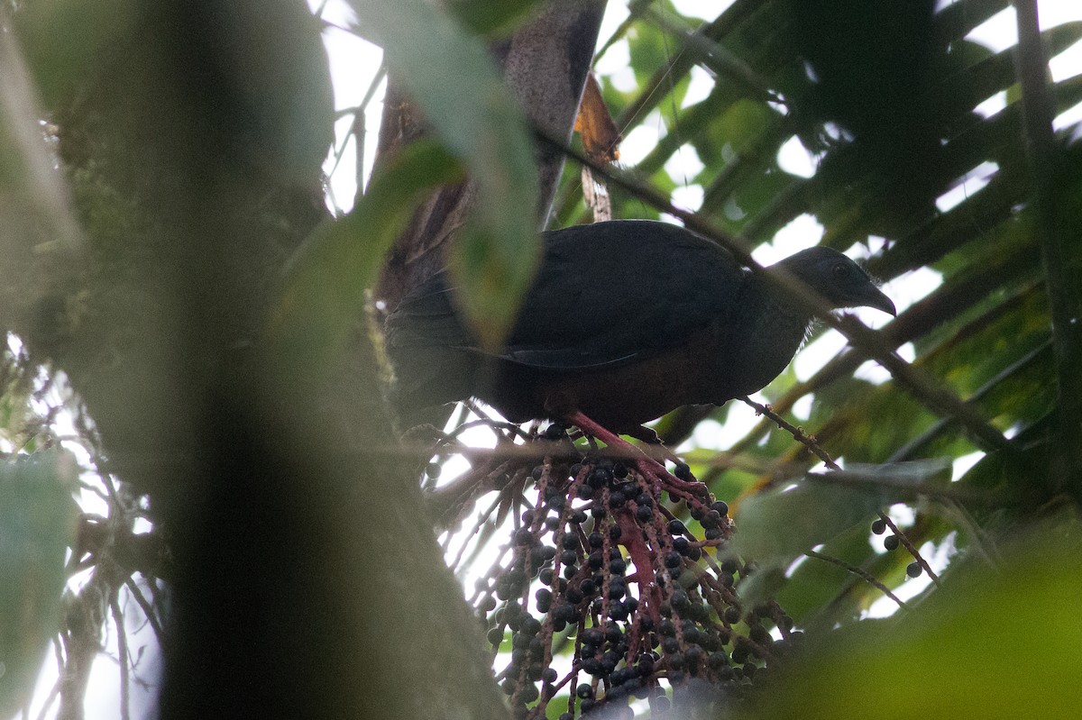 Sickle-winged Guan - ML25950391
