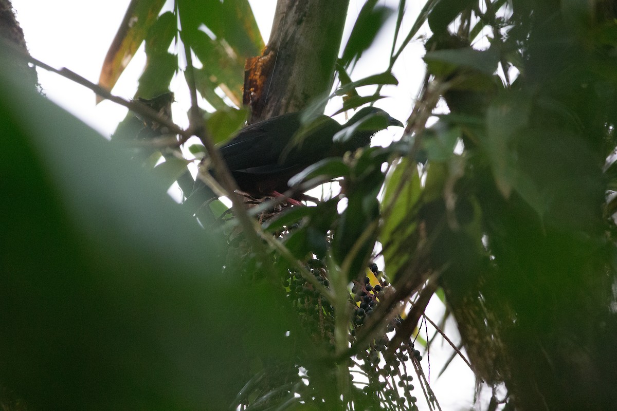 Sickle-winged Guan - ML25950401