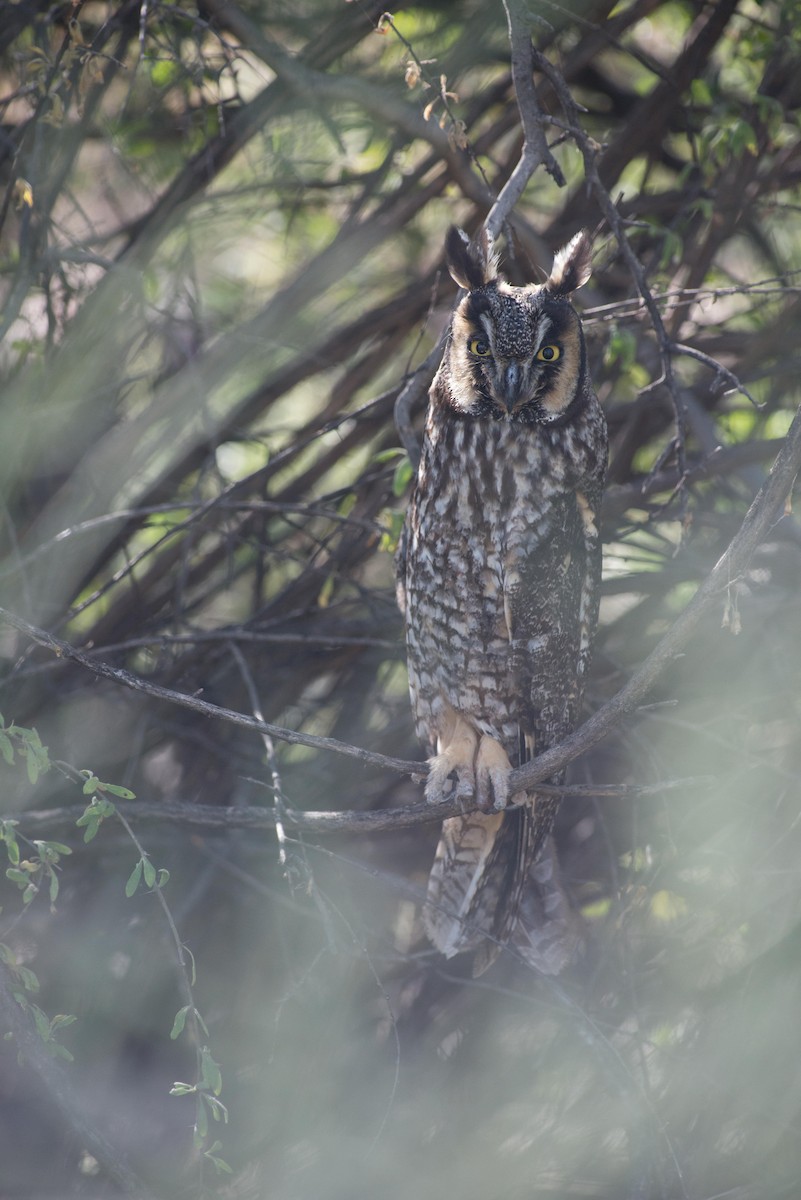 Long-eared Owl - Robert Bruckner