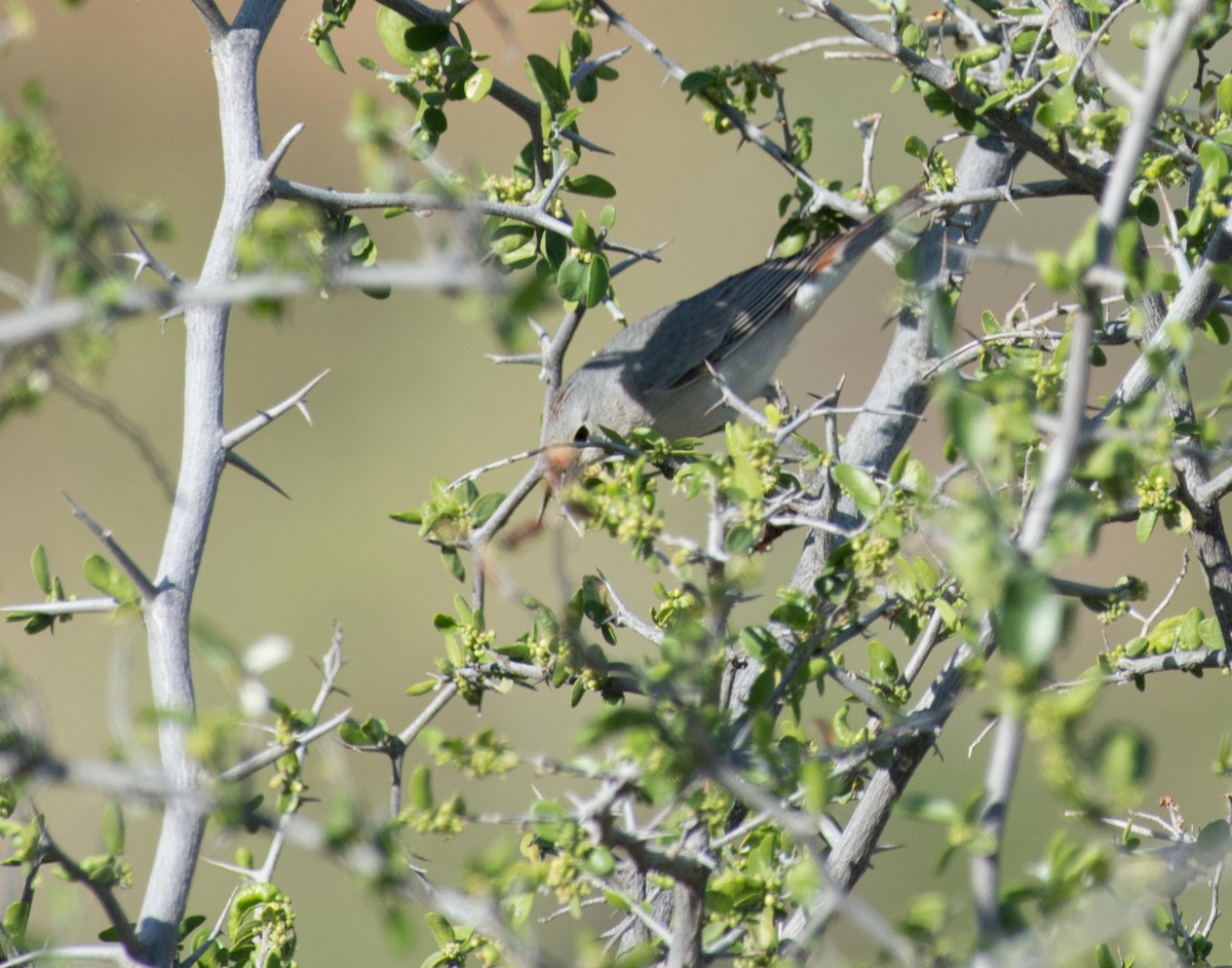 Lucy's Warbler - ML25952311