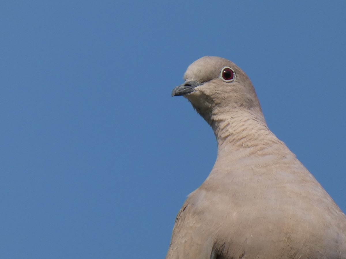 Eurasian Collared-Dove - ML259524461