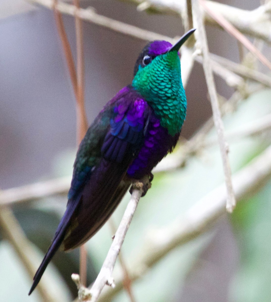 kolibřík vidloocasý - ML25952981