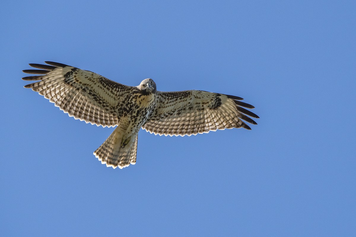 Red-tailed Hawk - ML259532271