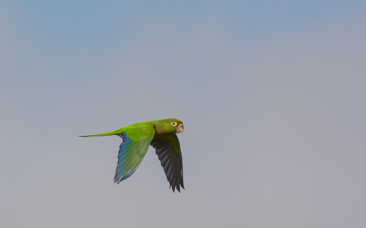 Olive-throated Parakeet (Aztec) - Luis Trinchan