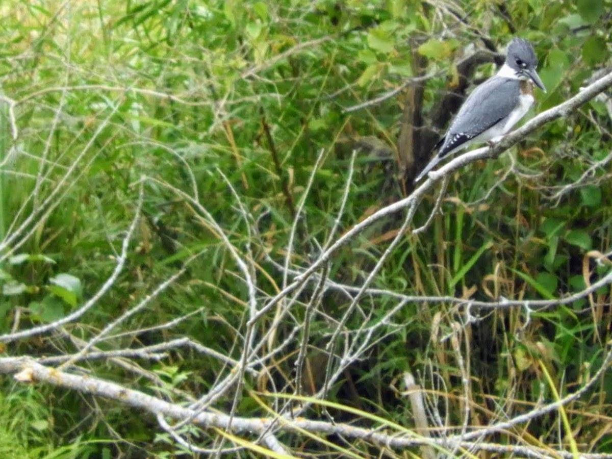Belted Kingfisher - ML259536291
