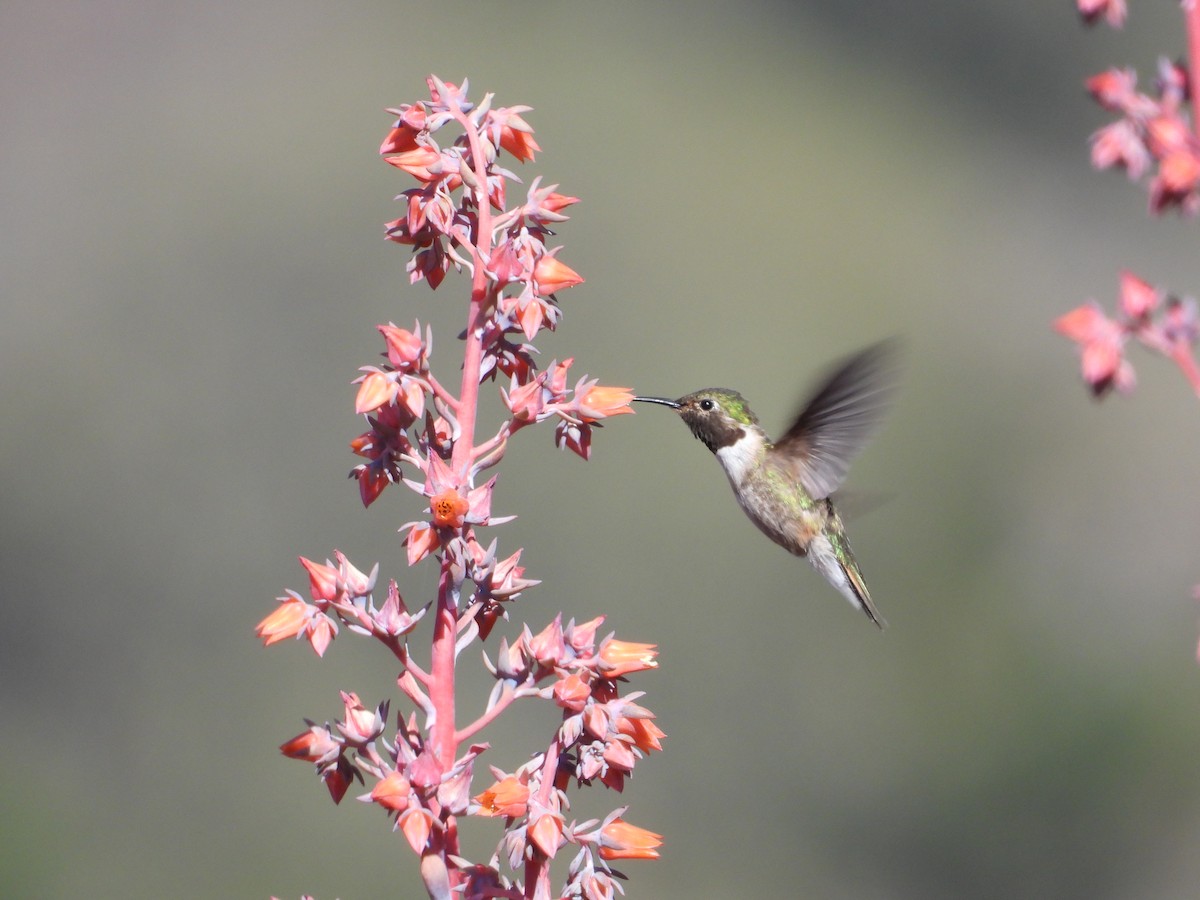Broad-tailed Hummingbird - ML259541241